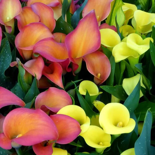 Bien pratique à l’extérieur：Arum à fleurs colorées - Le pot de 2 litres