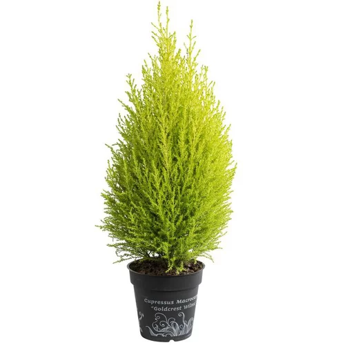 À découvrir au jardin：Cupressus Gold Crest - Le pot de 4 litres