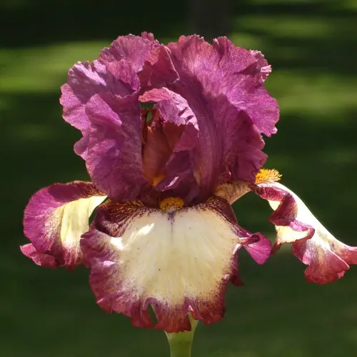Extérieur adapté：Iris des jardins I've Got Rhythm - Le pot de 1 litre