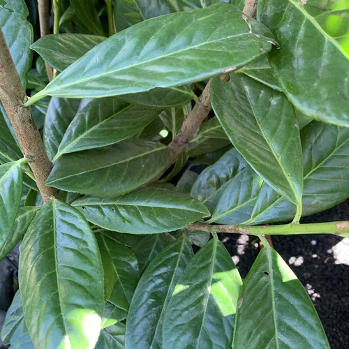 Vie dehors：Laurier cerise ou Laurier palme Novita vert. Le pot de 3 litres