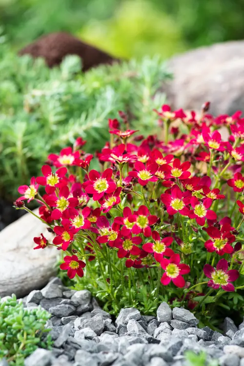 Le pratique pour l’extérieur:Saxifrage-Mousse TOURAN® RED - Le pot de 2 litres