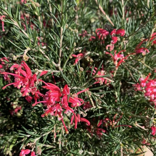 Solution maison：Grevillea tige. Le pot de 10 litres