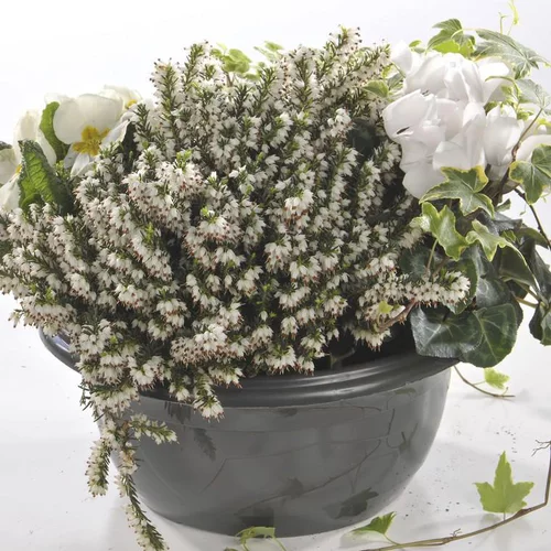 Jardin & idées:Composition d’automne blanche pour extérieur - La coupe de 27 cm