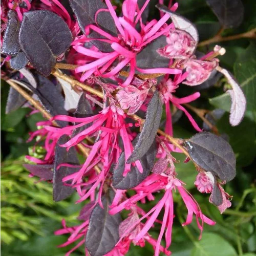 Malin extérieur:Loropetalum Chinensis Fire Dance. Le pot de 2 litres