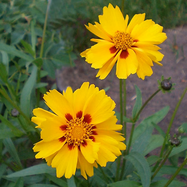 6 x Œil de jeune fille 'Badengold' | Coreopsis grandiflora 'Badengold' – godet 9cm x 9cm