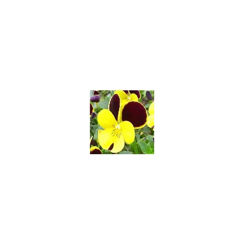 Pour mieux profiter du jardin:Viola Cornuta - La jardinière de 40 cm