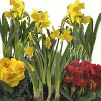 Sélection pratique：Composition narcisses ett primevères - La jardinière de 40 cm