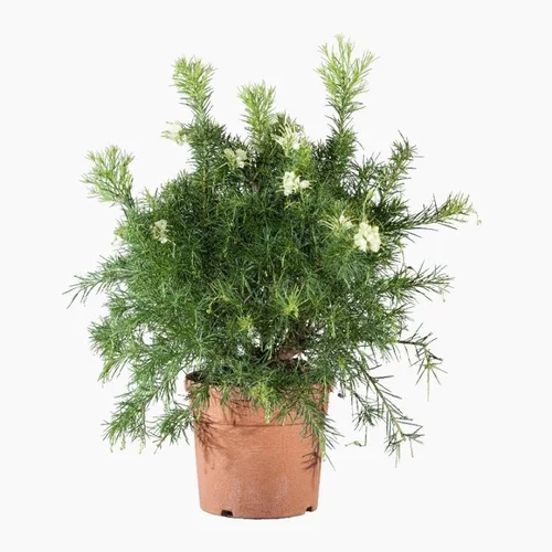 Pour profiter pleinement de l’extérieur：Grevillea Gracilis Alba blanc. Le pot de 7,5 litres