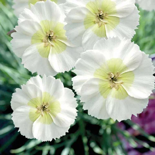 Utile jardin:Dianthus Nain Mojito - Le pot de 9 x 9 cm