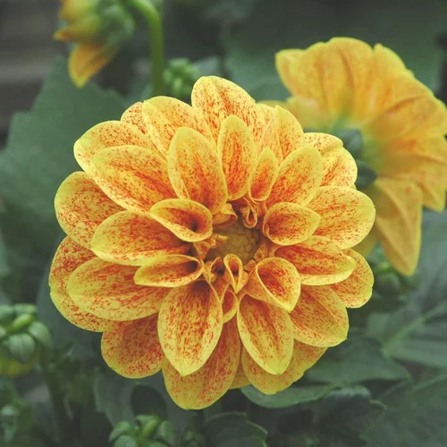 Pour vos espaces verts:Dahlia à fleurs multicolores - Le pot Ø 10,5 cm