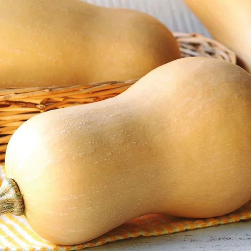Vie extérieure：Mini Courge Butternut Bio. Le pot de 9x9 cm