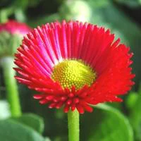 À découvrir au jardin：Pâquerette double - La barquette de 6 plants