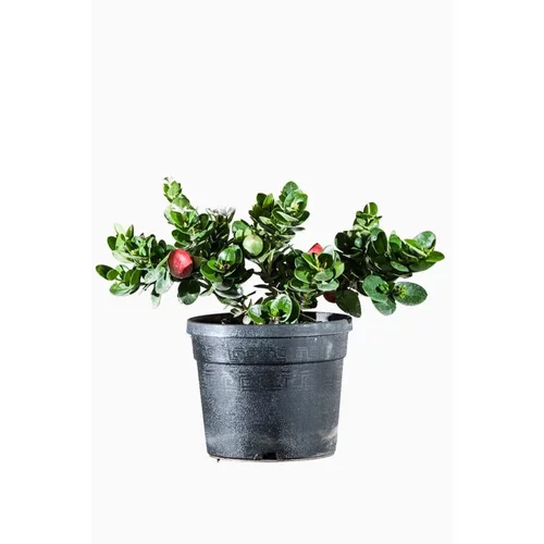 Essentiel extérieur：Carissa ou Prunier du Natal. Le pot de 3 litres