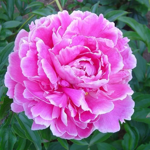 Pour vos jardins：Paeonia Bossuet - Le pot de 2 litres