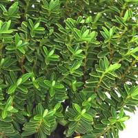 Jardin actuel：Myrthe - Le pot de 2.5 litres