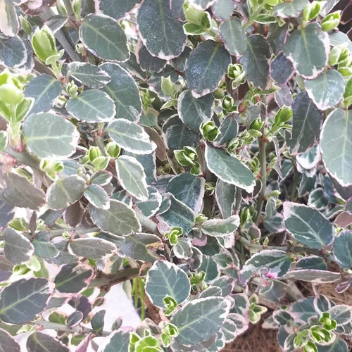 Jardin inspiration:Euonymus Fortunei Emerald Gaiety panaché blanc 20/30 cm en pot de 3 L
