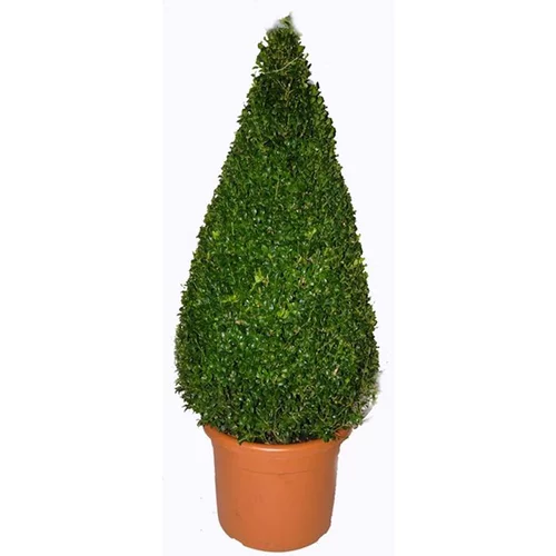 Extérieur fonctionnel:Buxus Sempervirens (Buis commun) pyramide en pot de 12 L vert