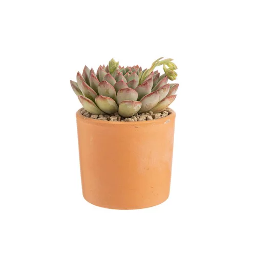 L’allié du jardin：Echeveria mix pot terre cuite Ø10xH15 cm