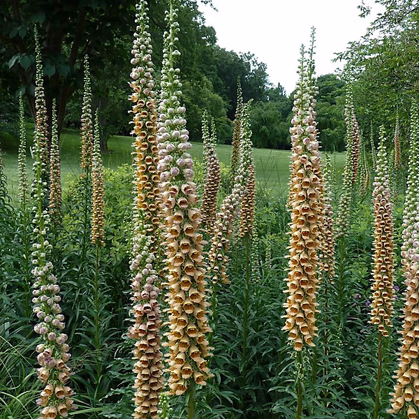 6 x Digitale ferreuse 'Giganteum' – Digitalis ferruginea 'Gigantea', godet 9cm x 9cm