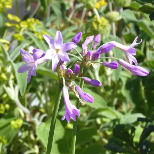 Choix malin：Tulbaghia violacé ou Tulbaghia violacea. Le pot de 2 litres
