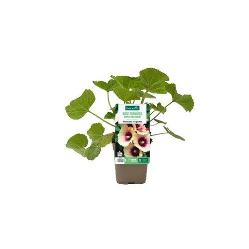 Inspiration jardin：Rose trémière simple ‘Halo Cream’ - Le pot de 1 litre