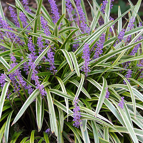 6 x Liriope muscari 'Variegata' – godet 9cm x 9cm