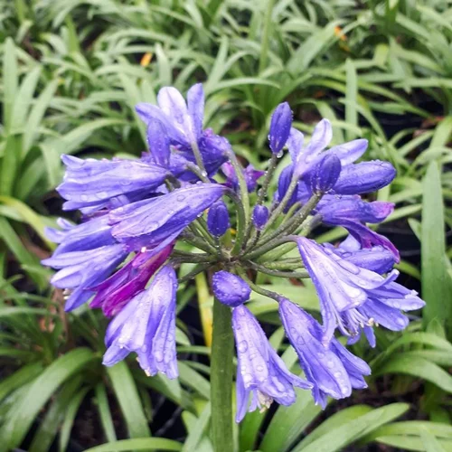 Conçu pour le jardin：Agapanthe. Le pot de 40 litres