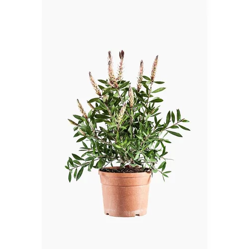 Pour embellir vos extérieurs:Rince bouteille (Callistemon Citrinus Splendens) 30/35. Le pot de 3 litres