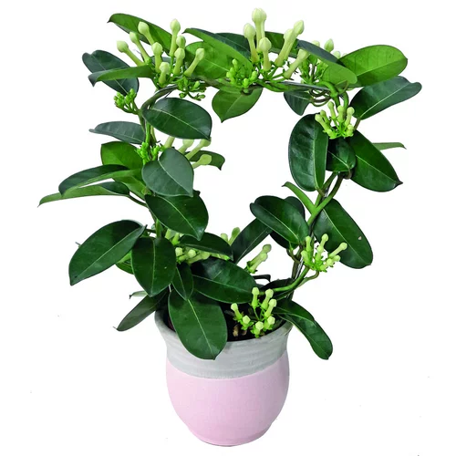 Choix au jardin：Stephanotis sur arceau avec son cache pot H 40 x Ø 12 cm