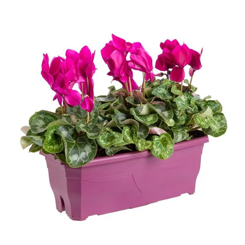 Jardin durable:Cyclamen Mini à fleurs multicolores - La jardinière Ø 25 cm