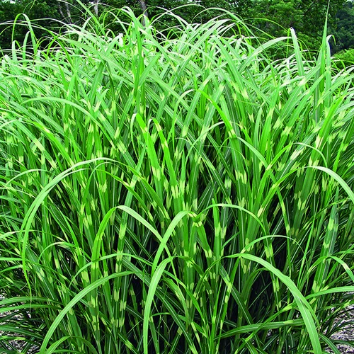 Le bon choix pour le jardin:Miscanthus sinensis Zebrinus vert botanic®. Le pot de 4 litres