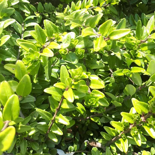 Une touche jardin：Chèvrefeuille à feuille de buis Maigrun vert. Le pot de 1 litre