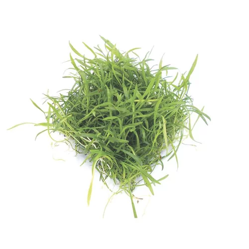 Espace vert confort：Lilaeopsis brasiliensis