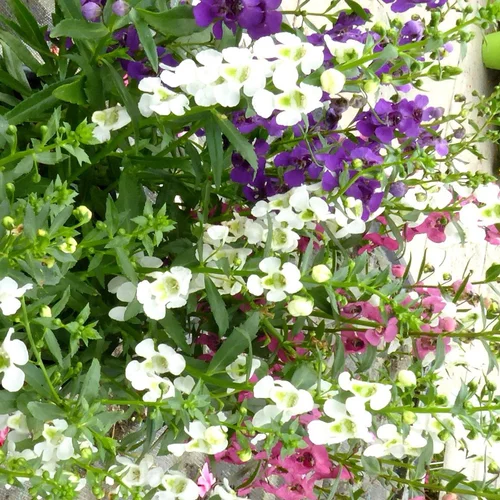 Pour vos extérieurs：Angelonia. Le pot de 7 litres