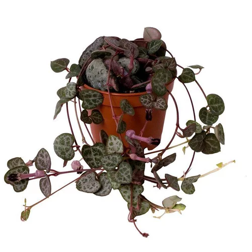 Déco extérieur：Ceropegia – Ø6 cm