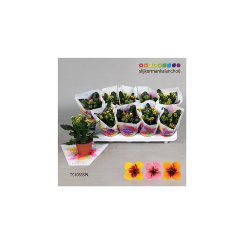 Pour votre espace：Kalanchoé tiger mix en pot Ø 10,5 cm