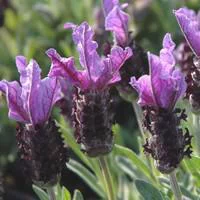 Jardin pour tous：Lavande papillon - Le pot de 2 litres