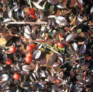 Pour vos aménagements extérieurs：Cotoneaster Damneri Major vert en pot de 3 L