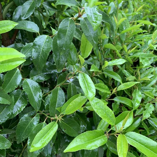 À découvrir pour l’extérieur：Laurier du Portugal Angustifolia vert. Le pot de 30 litres