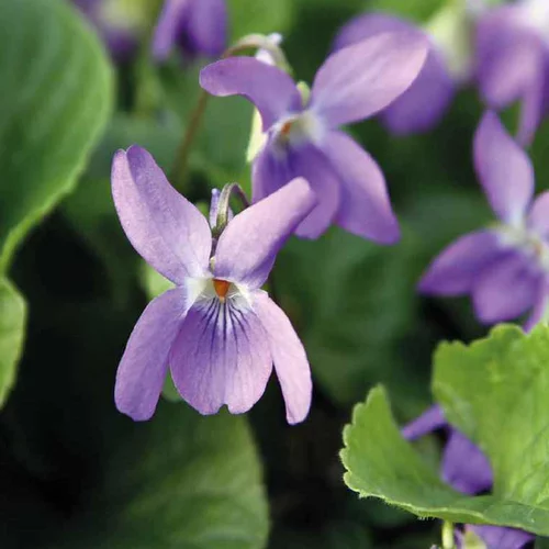 Le pratique pour l’extérieur:Violette Odorante bleue. Le pot de 9 cm