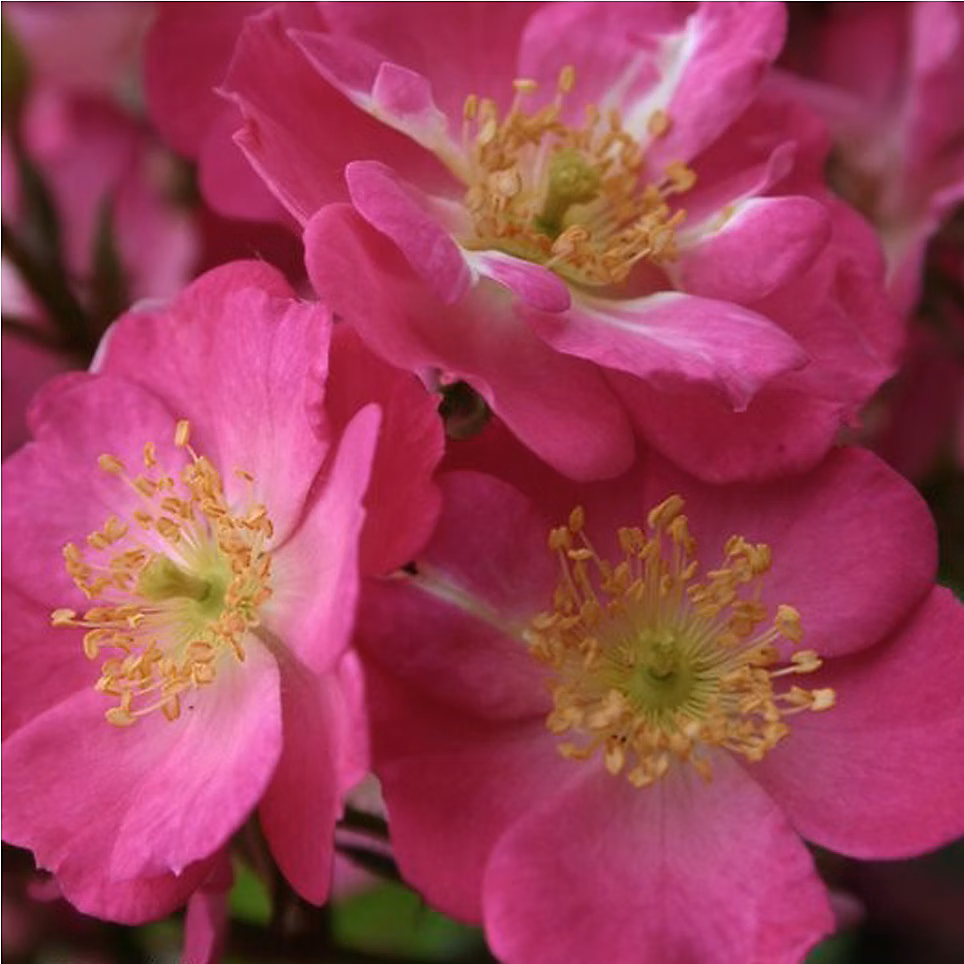 2 x Kordes Nectar Rosier – Rosa 'Lupo'