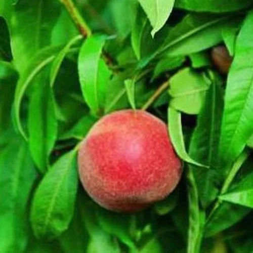 Pratique dehors：Pecher Grosse Mignonne. Le pot de 10 litres forme gobelet