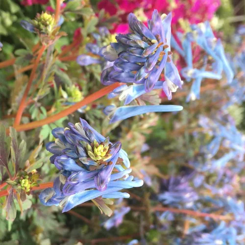 Jardin et pratique:Corydalys porcelaine bleue en pot de 2 L