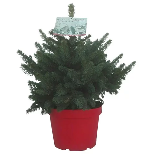Jardin confort plus：Petit épicéa Picea Pungens Super Blue