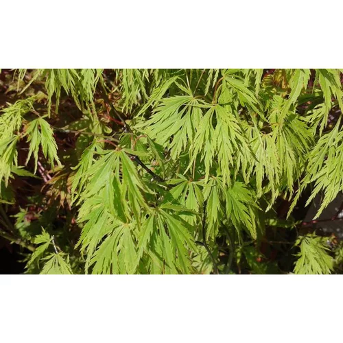 Espace vert malin：Erable du Japon (ACER PALMATUM DISSECTUM VIRIDIS ) Le pot de 3 litres