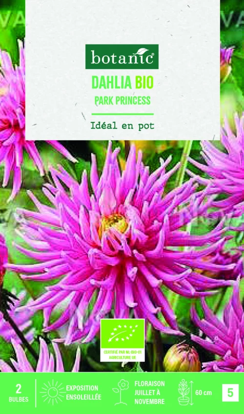 Jardin inspiration:Bulbes de fleurs Dahlia semi cactus nain Park Princess bio botanic® - 2 bulbes