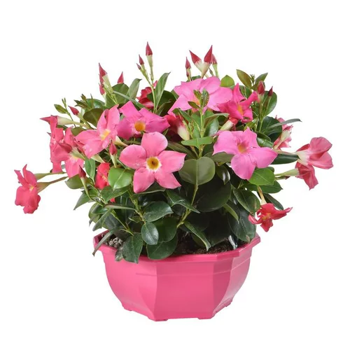 Jardin & maison：Dipladénia buisson - Coupe de 23 cm