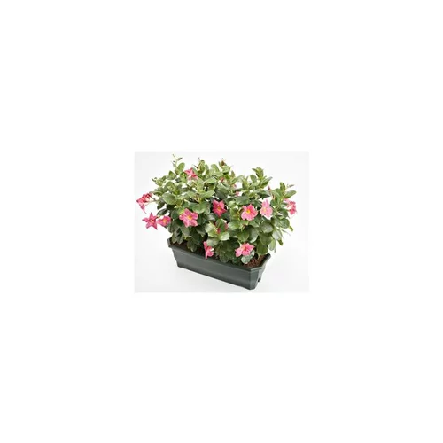 Moderne extérieur：Dipladénia buisson coloris variés. La jardinière de 50 cm