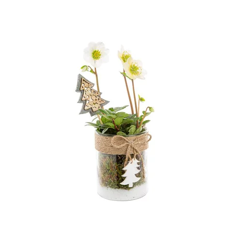 Pour l’extérieur：Hellebore Verrerie Sapin