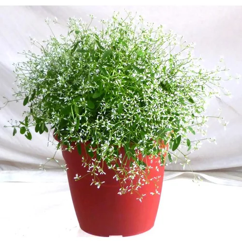 Univers extérieur:Euphorbe Diamond Frost - Le pot de 3 litres